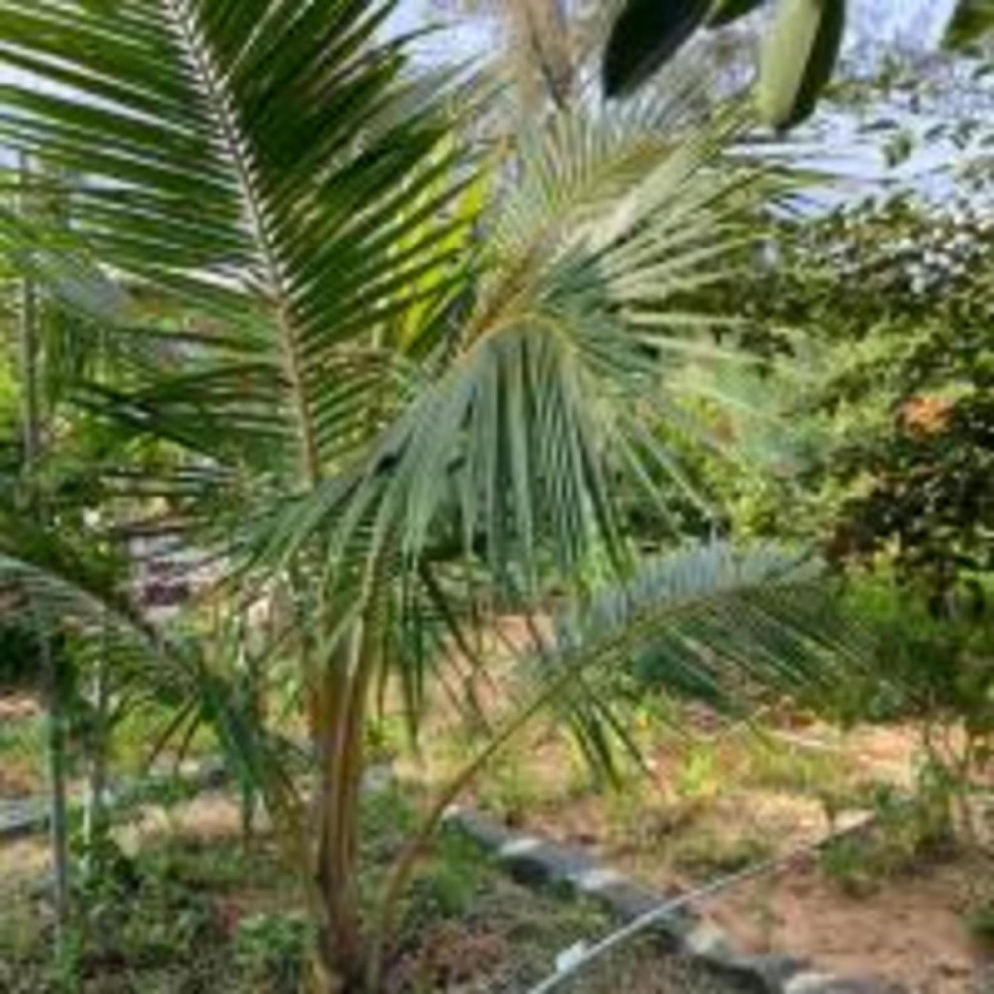 Duc Luu Quang Hotel Binh Thuan Tuy Phong Exterior foto
